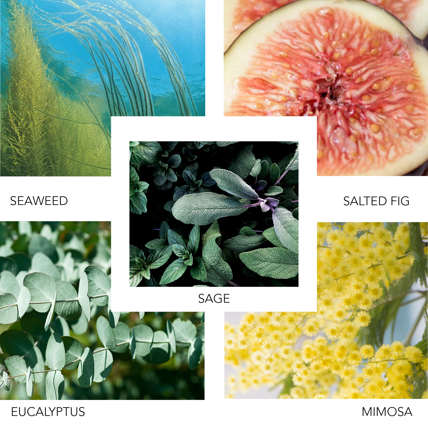 PIER NEW YORK Cozy Graffiti Art Perfume