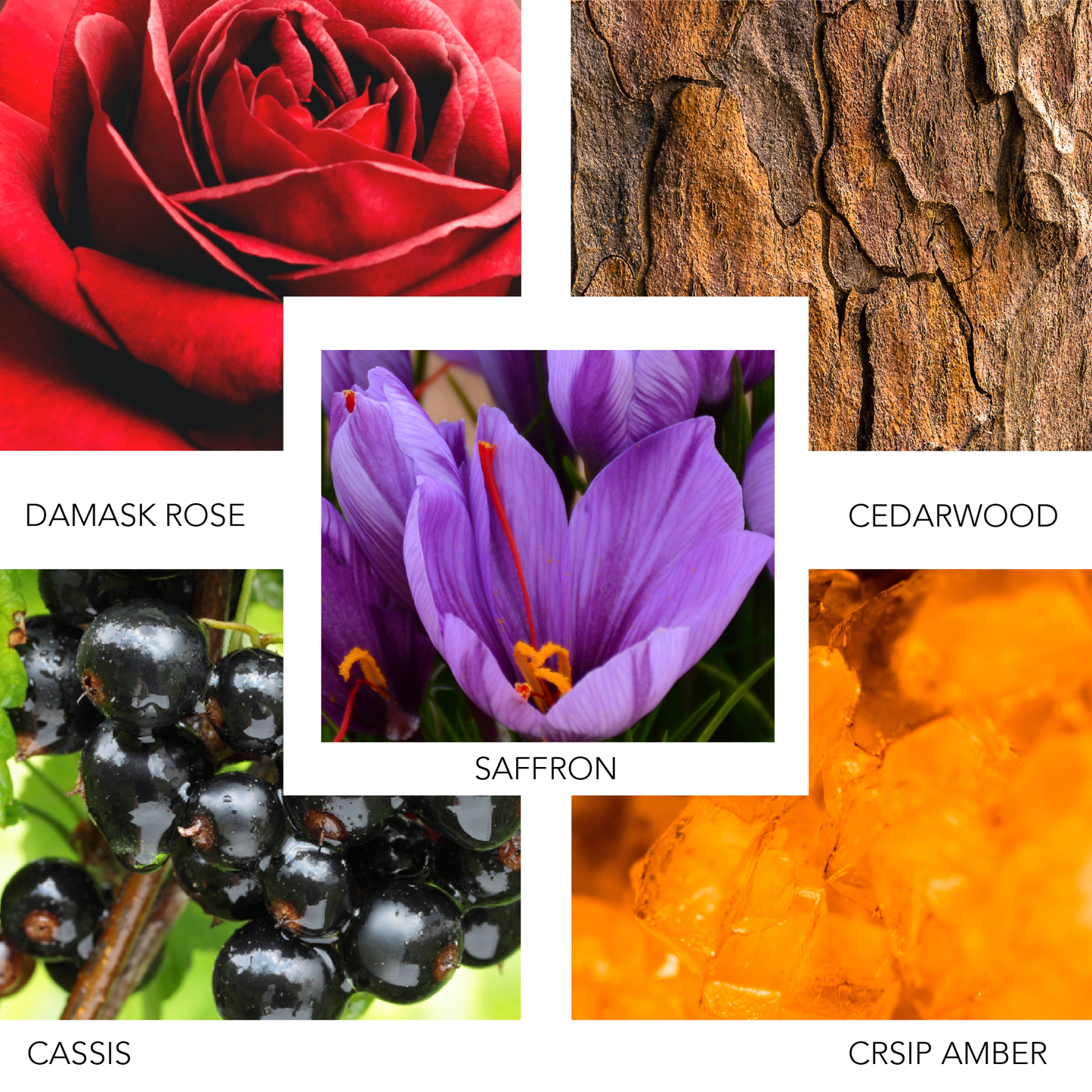 ROSE INK Seductive Tattoo Art Perfume